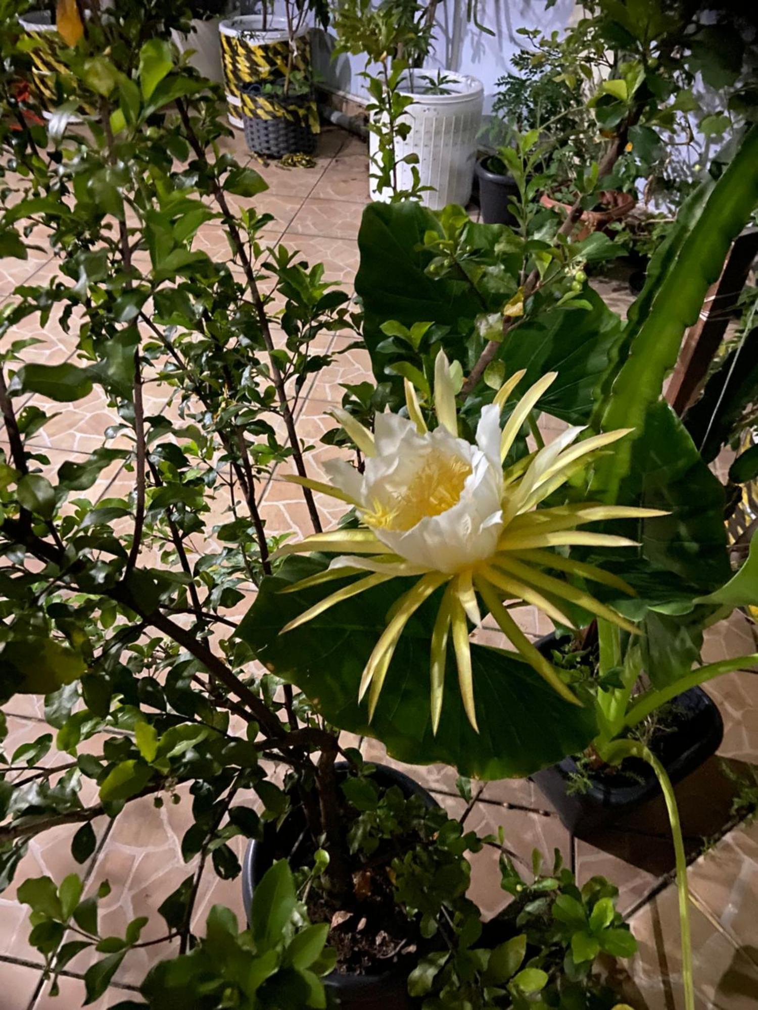 Pousada Fraga Paraty Luaran gambar